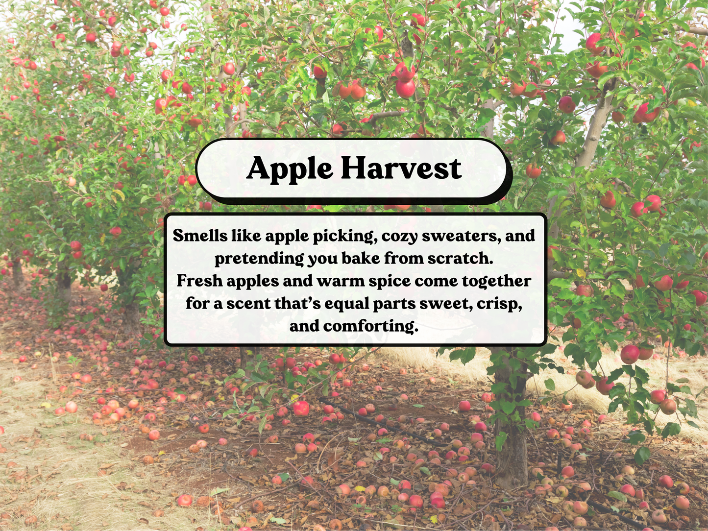 Apple Harvest Soy Wax Melt